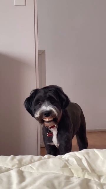 сабакен челюсть.mp4