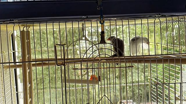 Амадины в замедленной съёмке