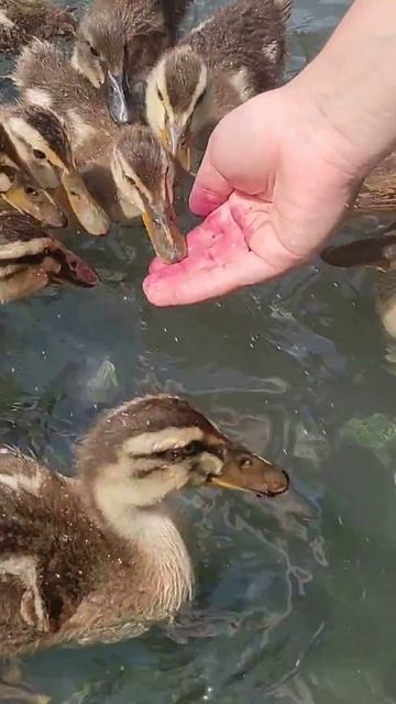 duck