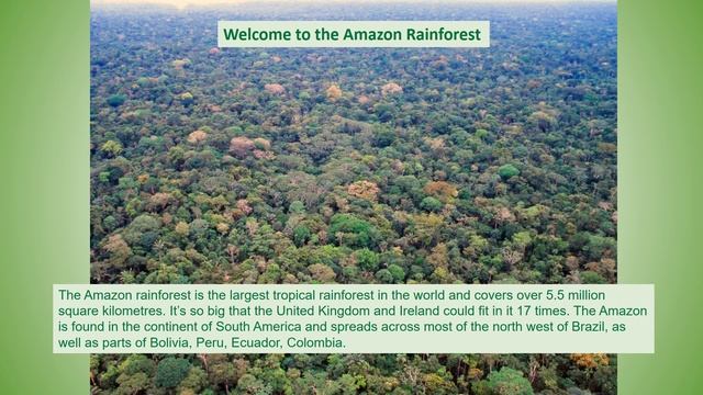 Layers of the Rainforest ppt