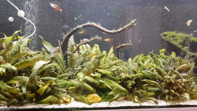 Ian's Juwel Rio 450 LED Aquarium