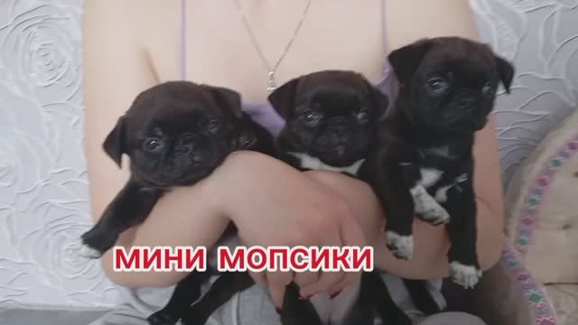 #минимопс#дизайнирские_собачки#чаг#мрпчи#маленькие_собачки