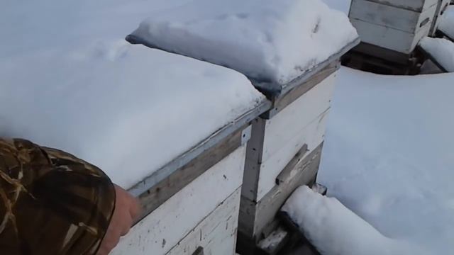 Расплод