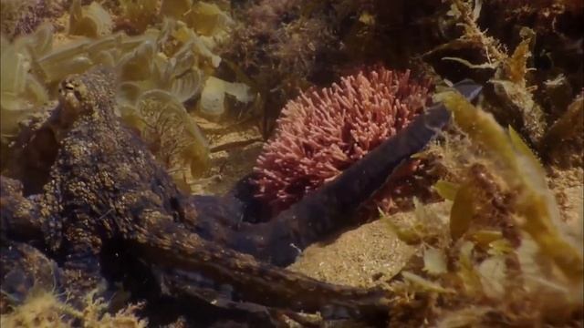 Образовательные видео! Животные для детей - гусь, утка, лошадь, акула, скат, морская звезда, слон,