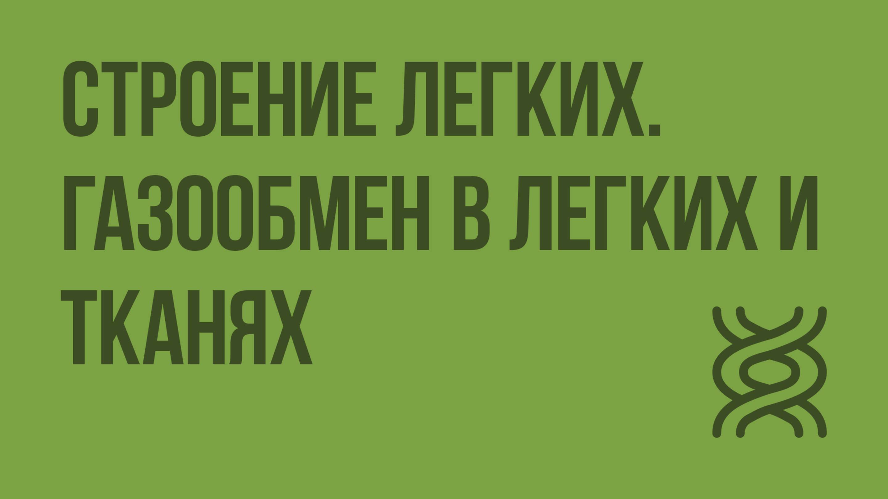 Строение легких. Газообмен в легких и тканях. Видеоурок по биологии 8 класс