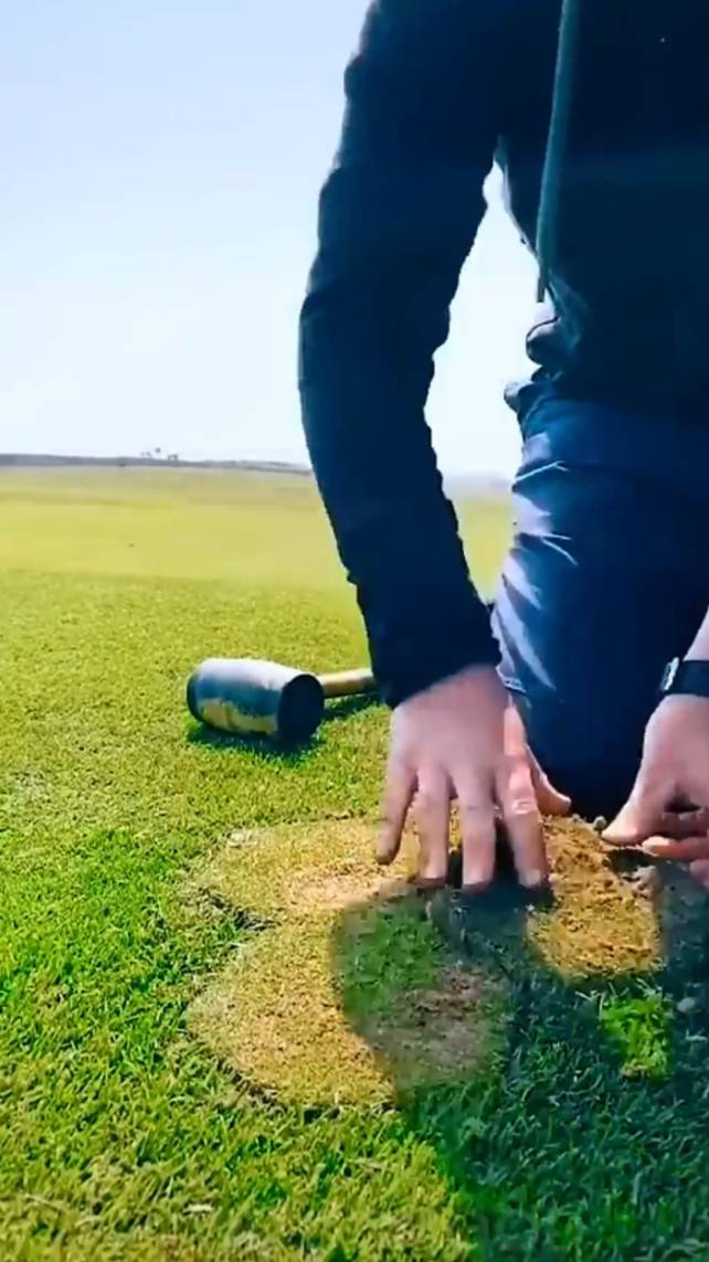 🌿Как преобразить засохший газон! #shorts #garden #советы