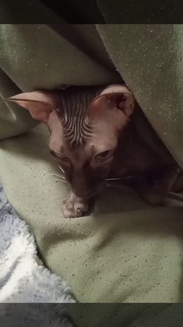 Кот Аватар