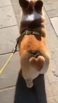 Мой идеальный мир 🐕 🖤