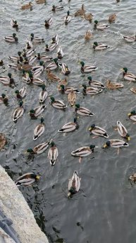 А вот и уточки!