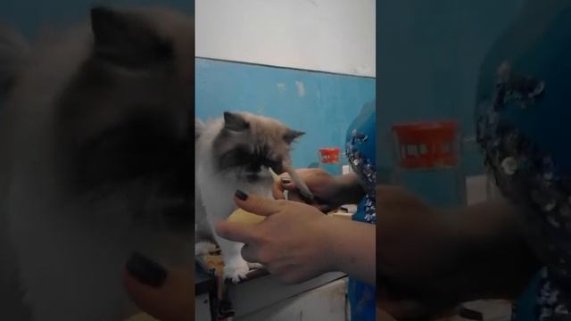 Кот и картошка