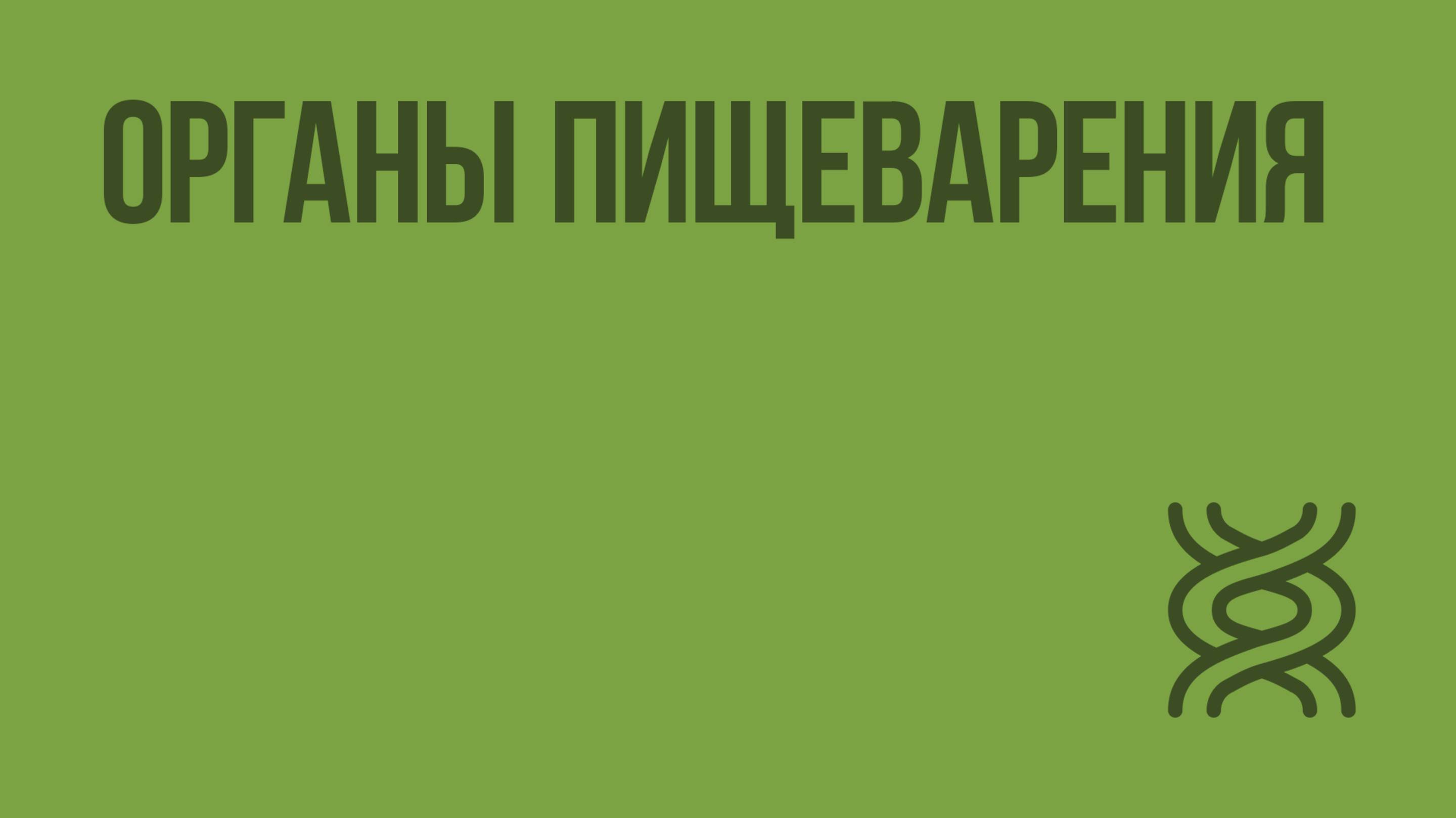 Органы пищеварения. Видеоурок по биологии 8 класс