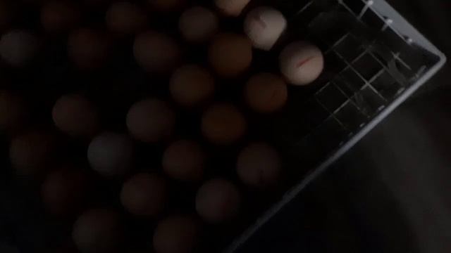 Инкубатор Коробкова. Инкубация бройлера 12 сутки крепим датчик на яйцо