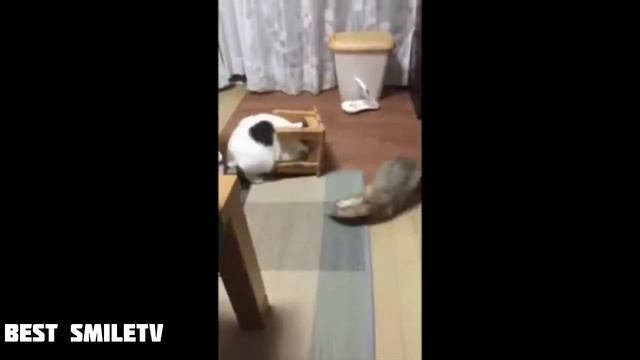 #ПРИКОЛЫ за Январь 2019 | BEST COUB 2019 ▶ 4