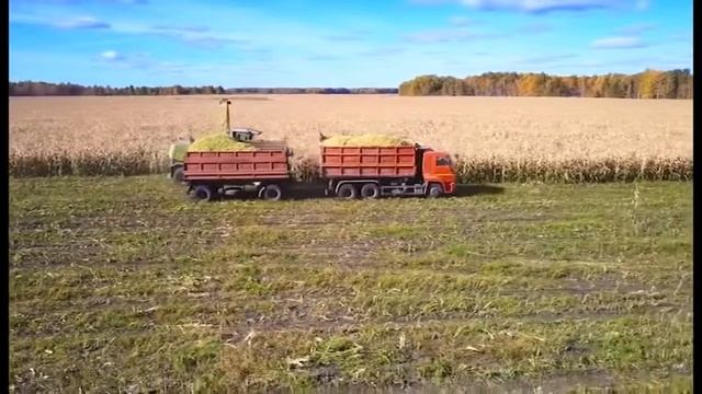 Силосный тур в Калининграде / Силосные гибриды кукурузы