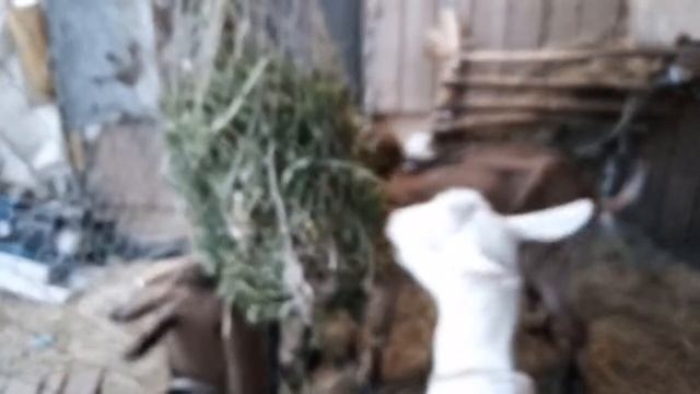 Крутая кормушка для коз, ретушь, медленная кормушка
