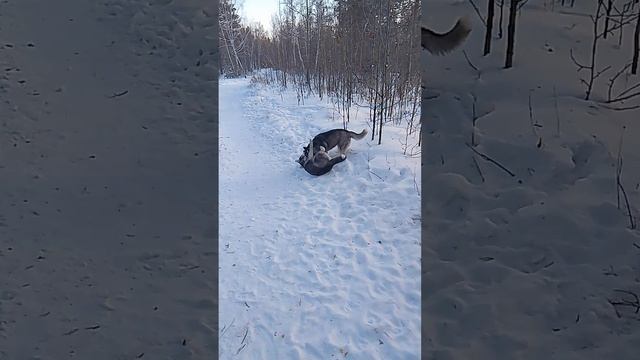 VID_20240204_160719.mp4