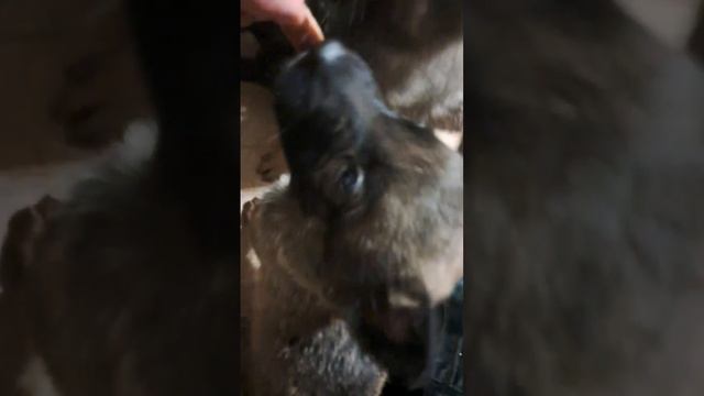 VID_20250306_205238_872.mp4