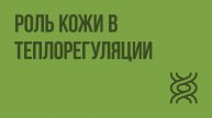 Роль кожи в теплорегуляции. Видеоурок по биологии 8 класс
