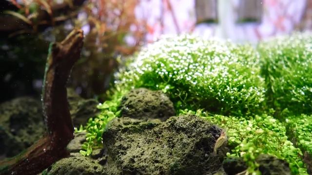 Chihiros aquascape 60cm tank VIVID MINI