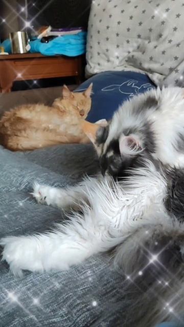 Почему ты не замужем? #мейкун #котики #котофейка #мейнкун #моякошка  #веселыекоты #прикольныекоты