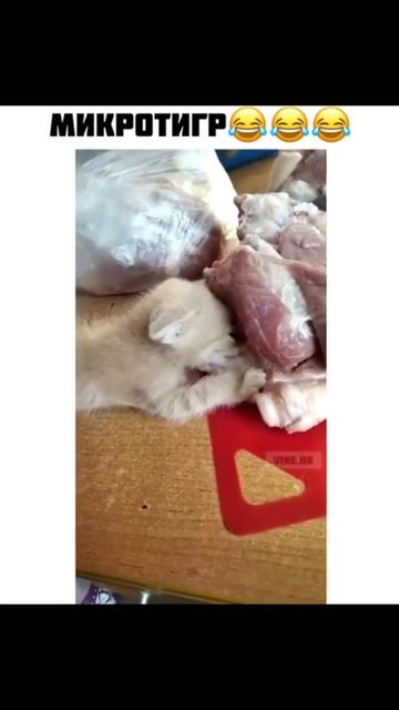 #Shorts #YouTube #cat #top #Ютуб #короткиевидео #котики
