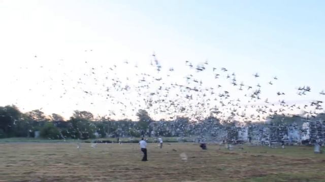 Международный запуск голубей (10200 спортсменов), г. Покровск 21.07.2016