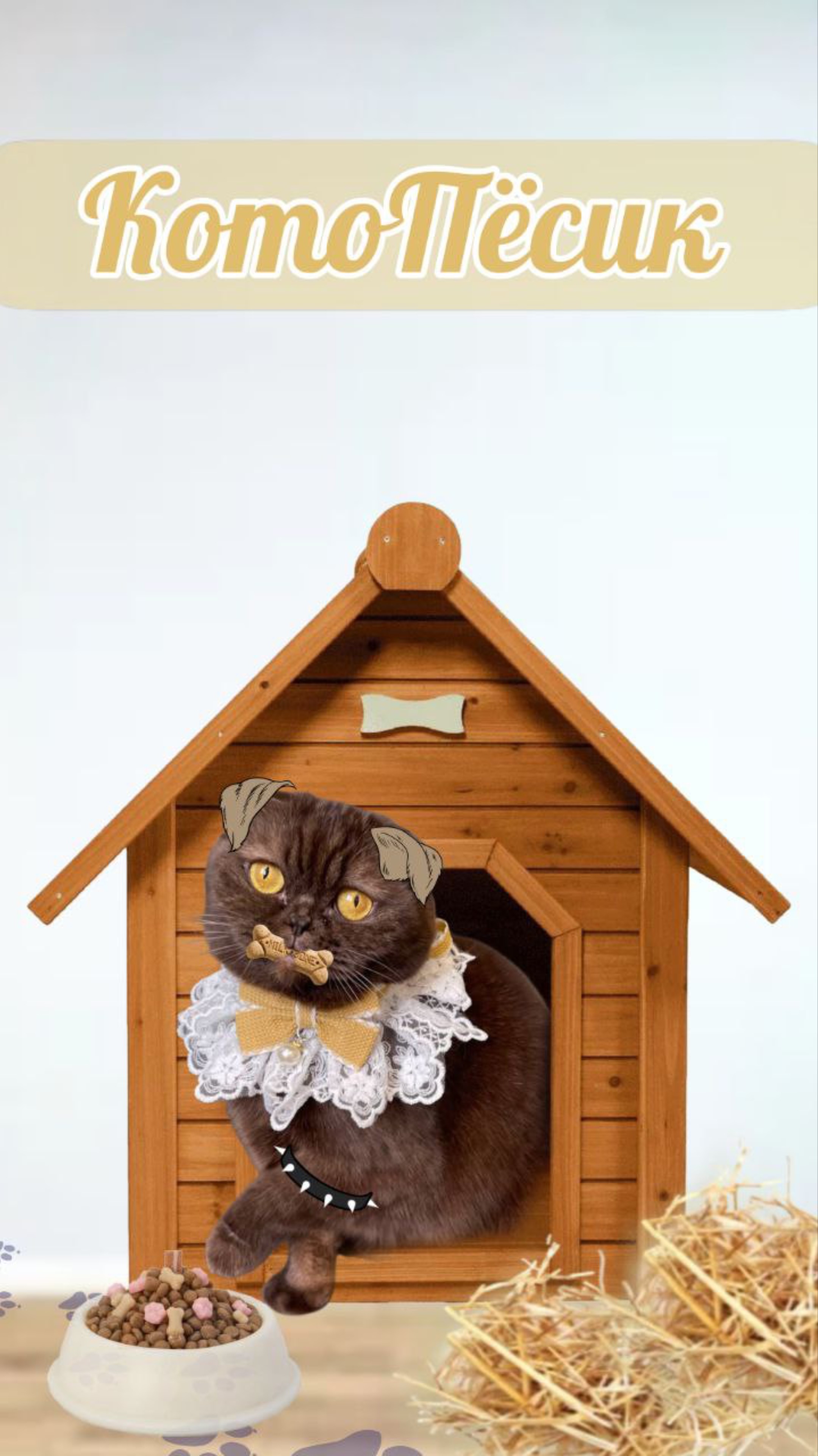 Кот живет в будке #питомцы #кот