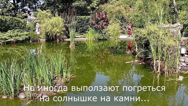 Что посмотреть в Сочи - Зимний сквер с черепахами