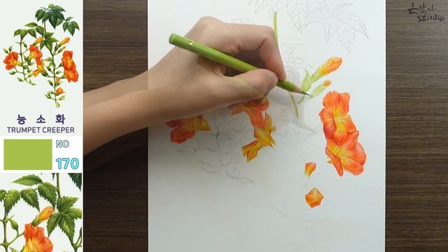 덩굴로 내려온 양반꽃  | 능소화 색연필 그리기 | 꽃그림 보태니컬아트 배우기 94-2