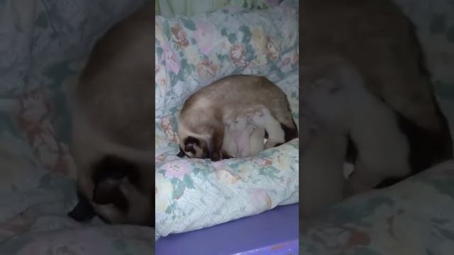 Последние из Могикан/У нас пополнение