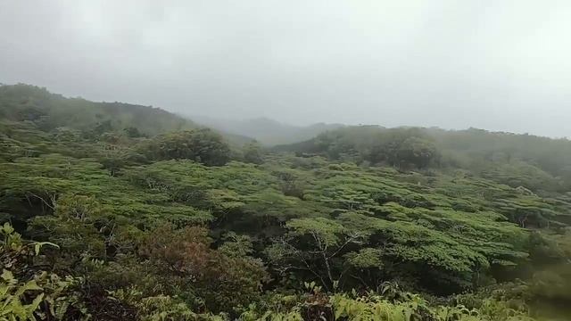 U.S. Army • Ranger Jungle School Hawaii