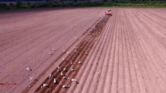 Тверь. Посевная картофеля.  Tver. Seed potato. 4K.