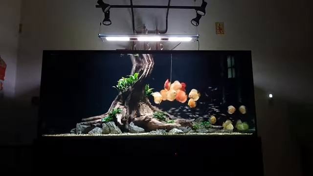 Аквариум с дискусами от Trung Thái