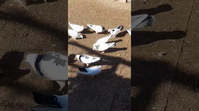 ТВОИ БЫ КРЫЛЬЯ МНЕ НА ЧАС !  ТРЕНИРОВКА ГОЛУБЕЙ НА СОРЕВНОВАНИЕ .