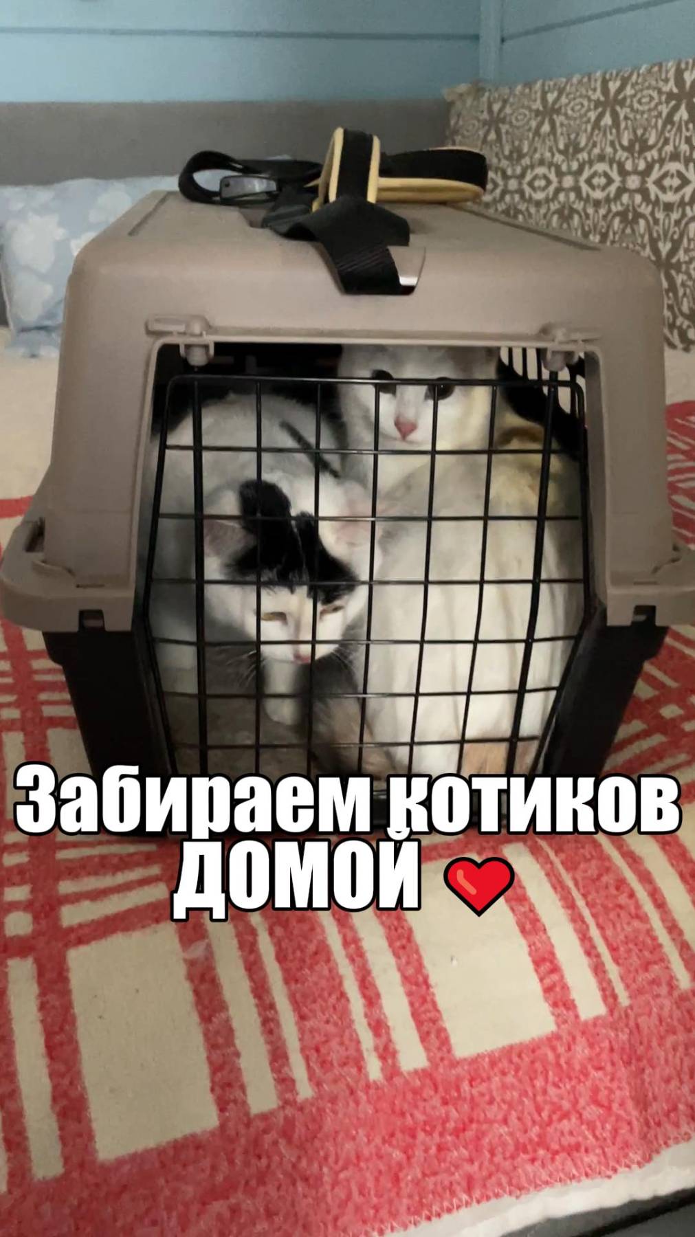Котики едут в новый дом
#кот#cat#cute#cutecat#kitty#kitten#кошка#котик#котенок#питомцы#животные#pet