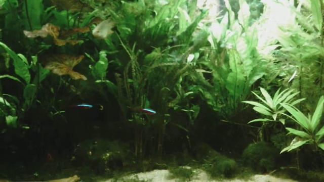 Juwel Rio 300