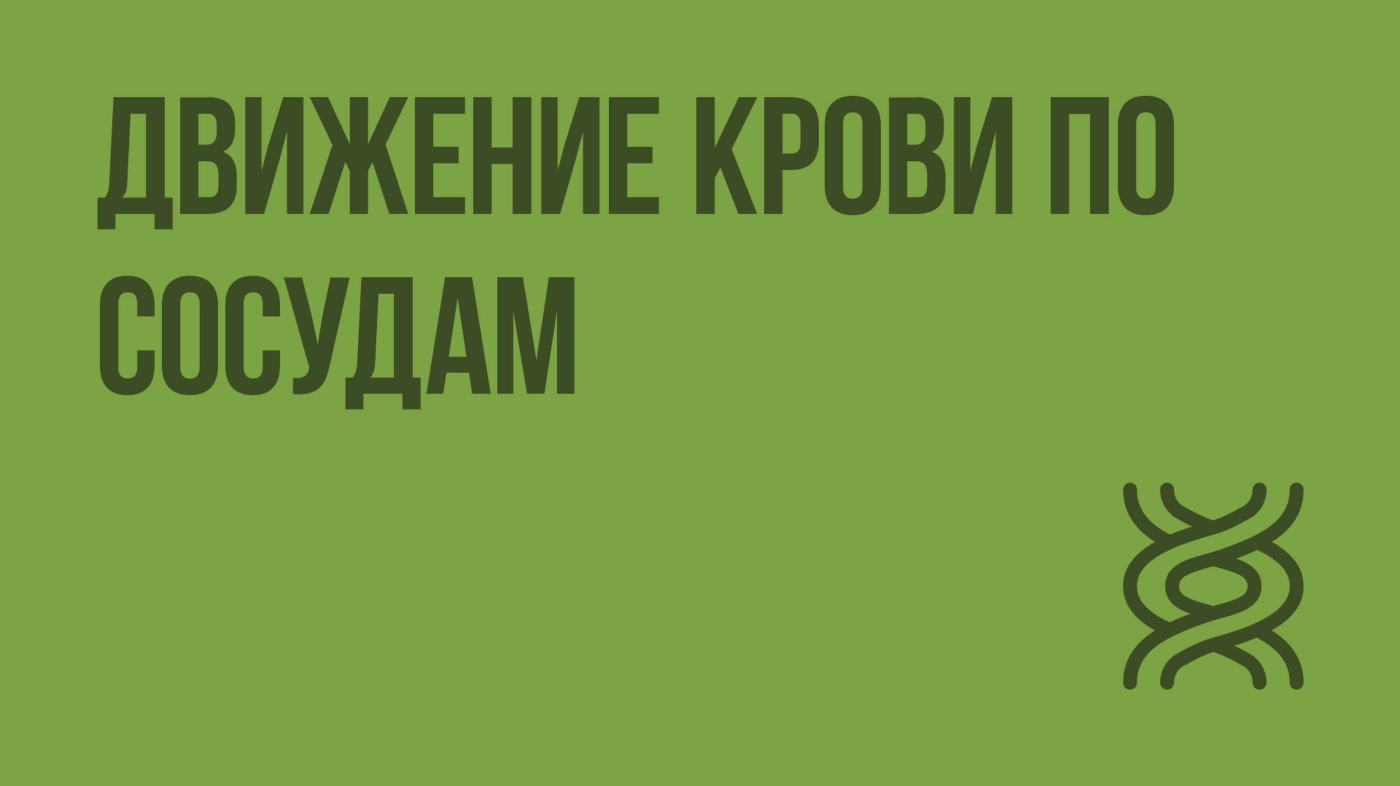 Движение крови по сосудам. Видеоурок по биологии 8 класс