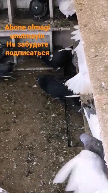 Бакинские голуби в Ижевске мои чёрный самец #pigeons #бакинскиеголуби #голуби #бойныеголуби #tauben