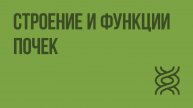 Строение и функции почек. Видеоурок по биологии 8 класс