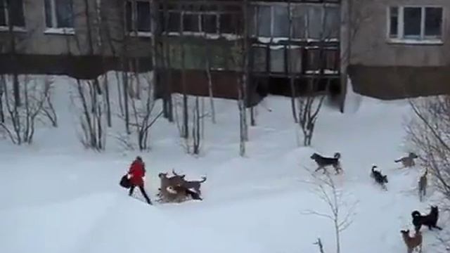 Мужик с лопатой спасает девушку от собак