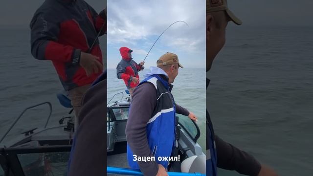 Рыбалка на цимлянском водохранилище. Обживающие зацепы.