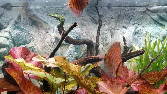 juwel led color lamp + discus