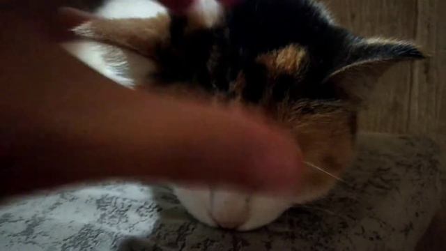 ВЕЧЕРНИЙ ВЛОГ🌸/УБОРКА У МОРСКИХ СВИНОК🚿