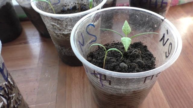 Если семядольные листики рассады скручиваются к центру