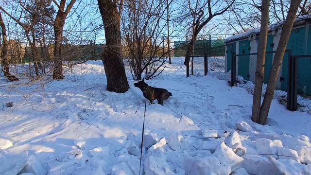 Берта и белки