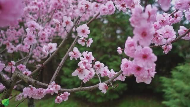 Музыка лечит сердце и кровеносные сосуды🌿 Успокаивающая музыка восстанавливает нервную систему