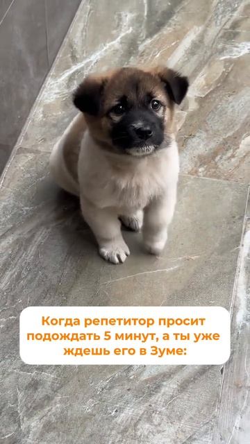 Минуты ожидания, которые длятся вечность… 🤭 Записывайтесь на пробный урок в SHKOLA!