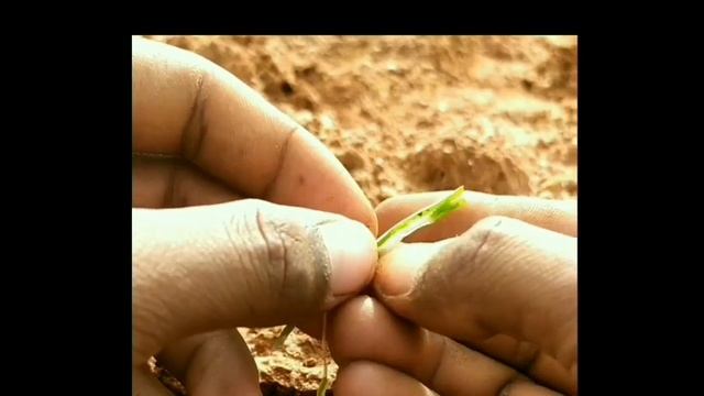How to identify ONION - Spodoptera exigua by seeing the symptoms and control #English #LET'S FIND