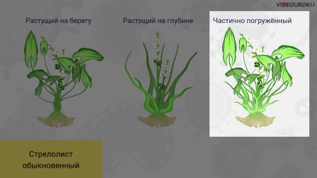 31. Эволюционные теории. Движущие силы эволюции