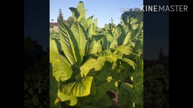 Состояние табака на 12.07.2020